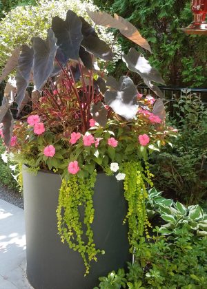 Tall dark metal modern urn with large tropical leafy annuals.