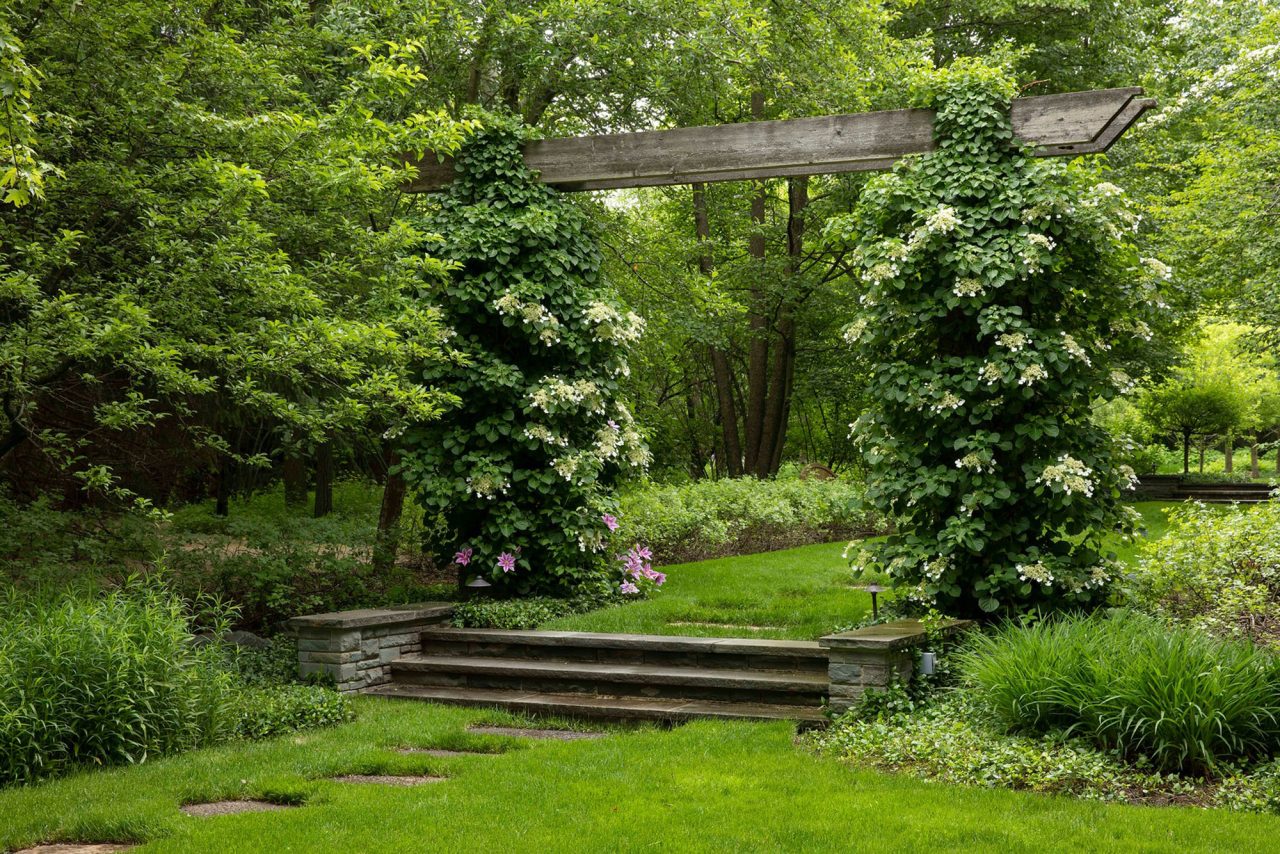 Climbing hydrangeas over arch connecting open spaces