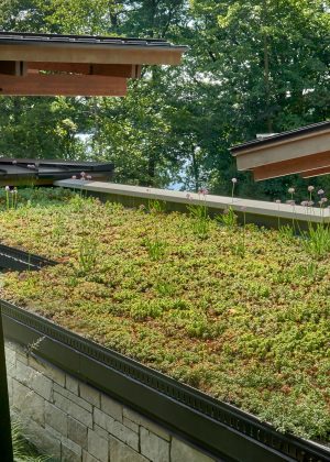 Green roof with vegetation