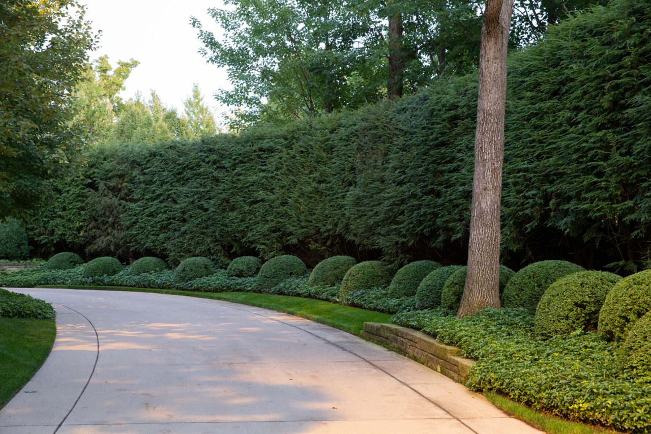 The hemlock hedge and boxwood clouds unifies the entrance of this concrete driveway.