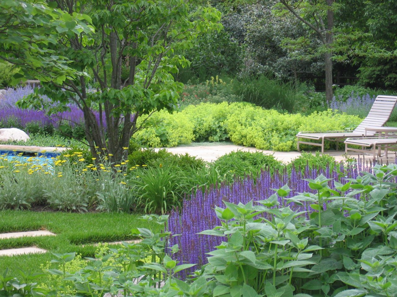 Chicagoland poolside perennial garden with soft purples and yellows