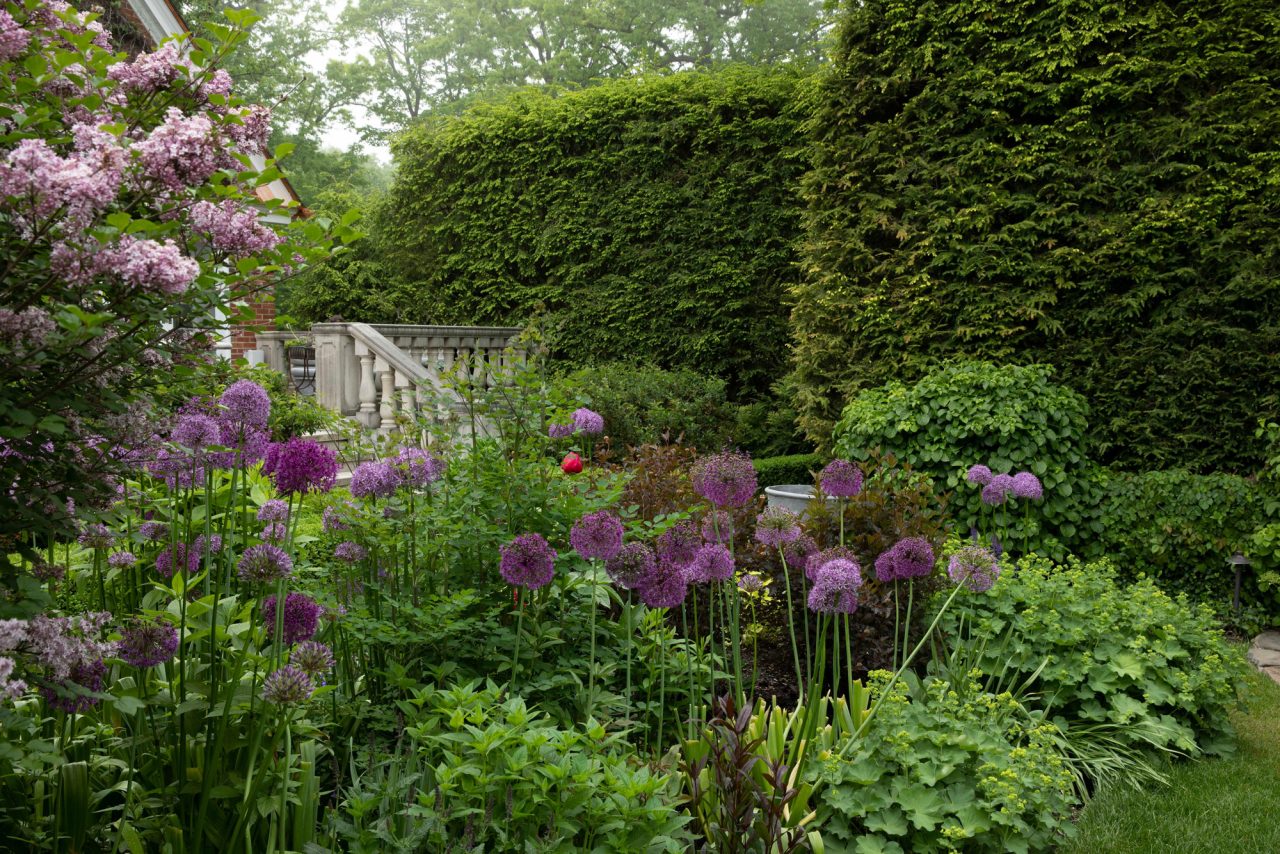 Chicagoland springtime perennial garden with allium bulbs and lilac trees