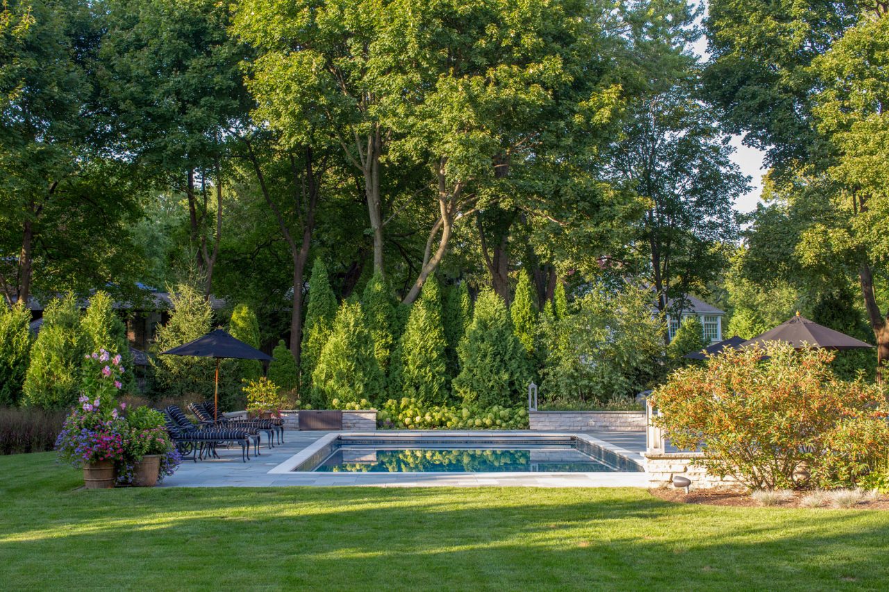 Evergreen screening to seclude pool and paver patio