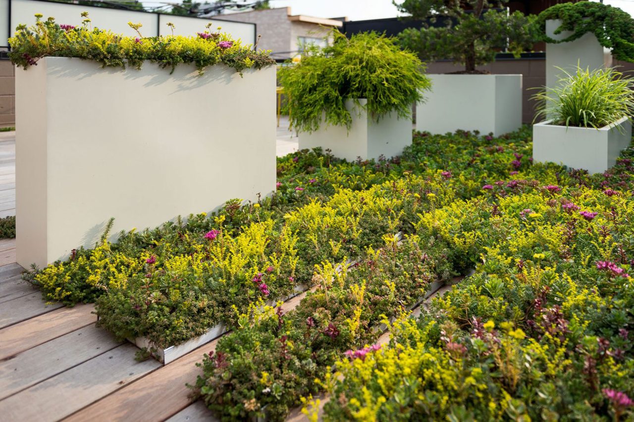 Rooftop garden of cream colored planters and brightly colored trays of sedum groundcover.