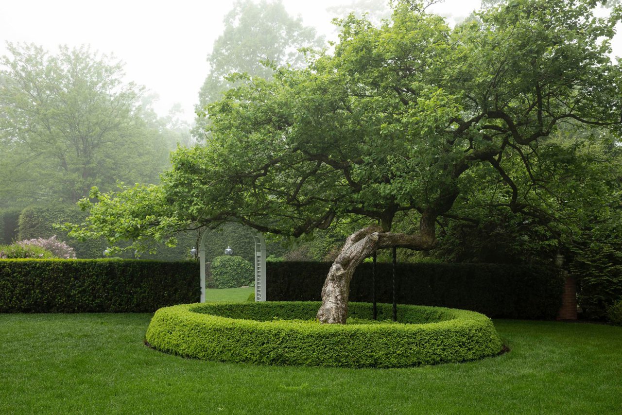 Unique slanted tree punctuated by the form of the planting