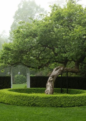 Unique slanted tree punctuated by the form of the planting