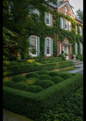 Front entry boxwood hedges. Boxwood shaped as clouds