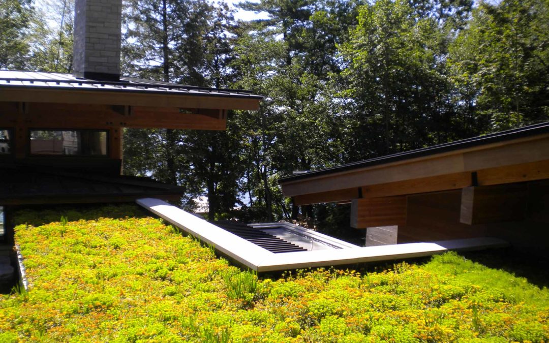GROWING TALL WITH GREEN ROOFS
