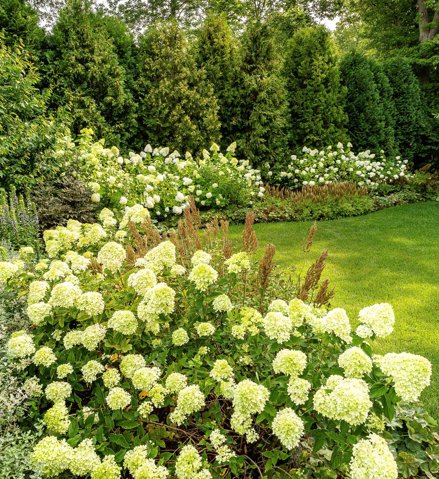 Flower bed featuring hydrangeas surround by tree wall