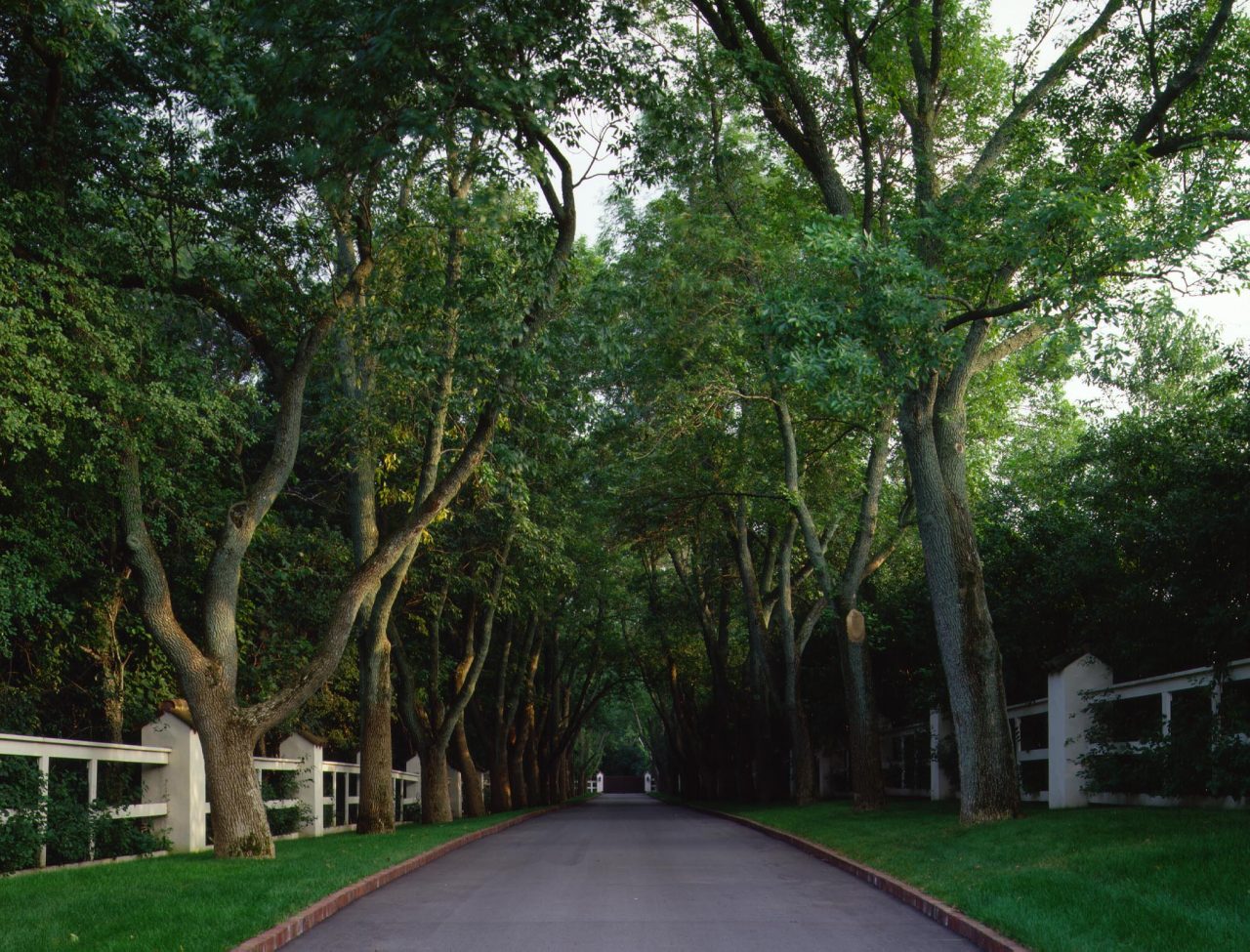 View of a driveway lined with trees