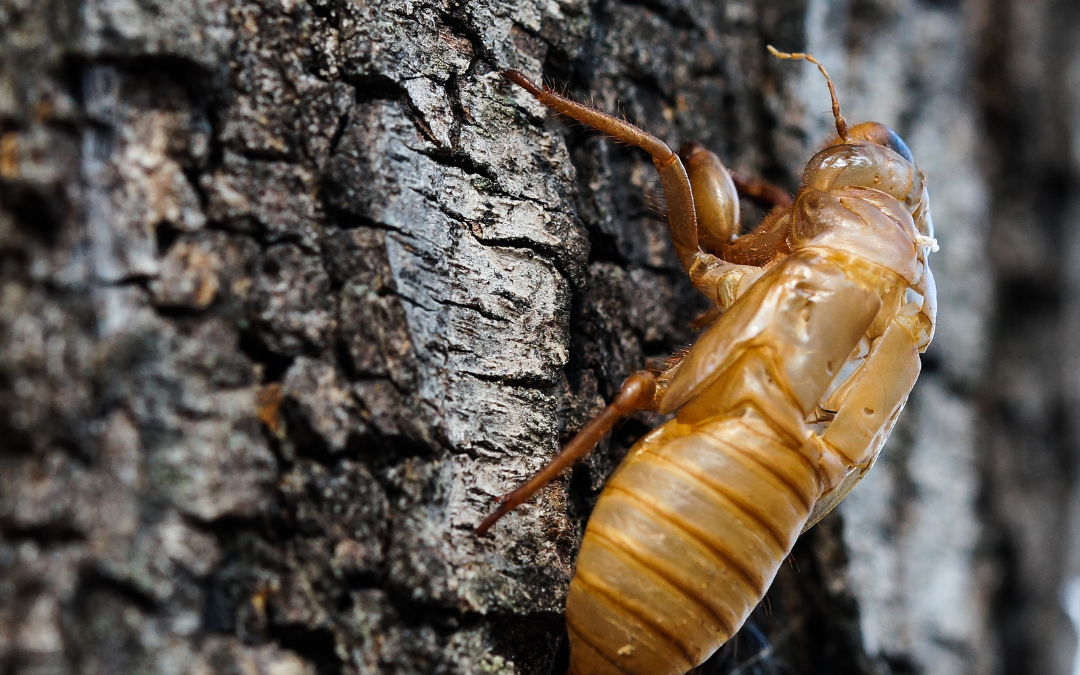 A Symphony of Cicadas: Navigating the 2024 Brood Emergence and Protecting Your Landscape